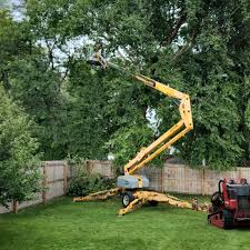 Best Tree Cabling and Bracing  in Montrose, CO