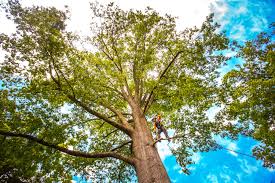 Best Root Management and Removal  in Montrose, CO