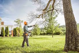 Best Fruit Tree Pruning  in Montrose, CO