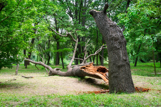 Best Stump Grinding and Removal  in Montrose, CO