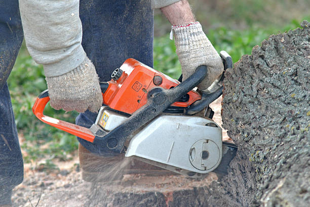 Best Tree Risk Assessment  in Montrose, CO