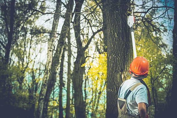 Best Arborist Consultation Services  in Montrose, CO